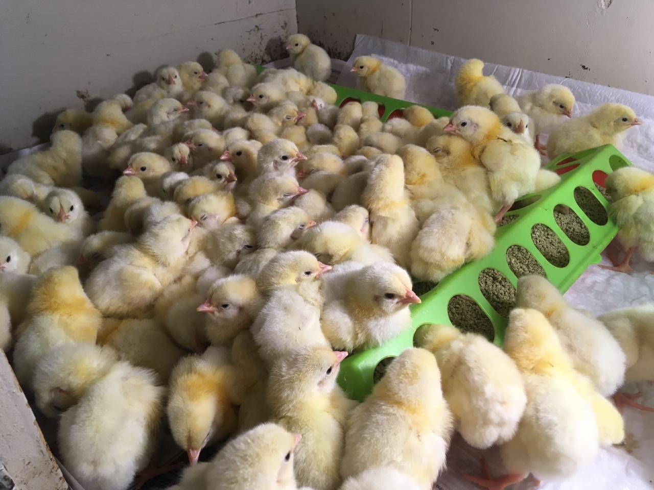 Цыплята купить живые в московской области